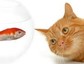 Um olho no peixe, um olho no gato